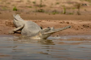 National Chambal Sanctuary