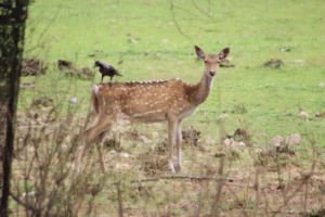 Van Vihar National Park